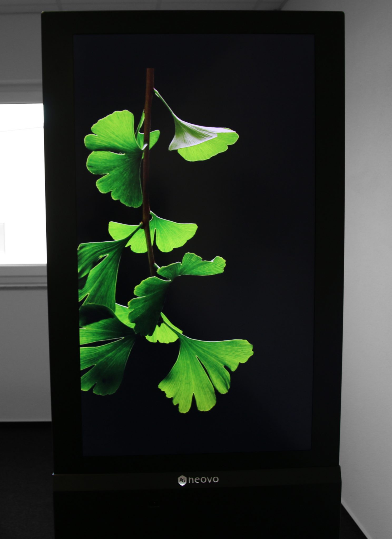 High-resolution digital display screen featuring a vivid green ginkgo branch with fan-shaped leaves on a black background, showcased in a minimal, modern indoor space—perfect for contemporary wall art or digital décor.