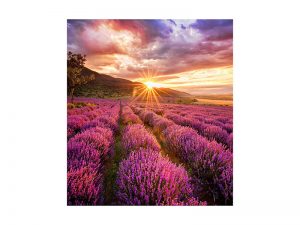 LED-wall module 1.5mm - Samsung IF015H purchase